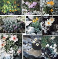 Papaver Alpinum
